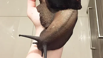 Bekicot raksasa. Foto: Reddit