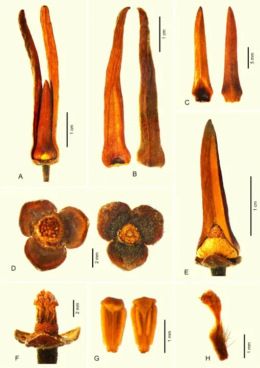 Friesodielsia lalisae (Via Mashable & jurnal BioOne)