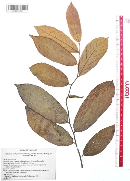 Friesodielsia lalisae (Via Mashable & jurnal BioOne)