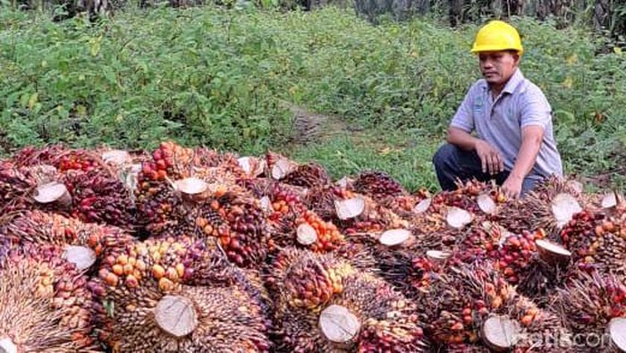 Petani sawit.