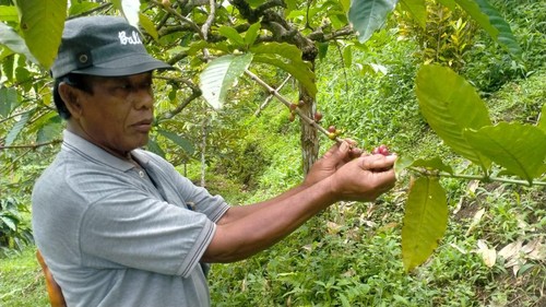 Seorang petani di Kecamatan Pupuan menunjukkan tangkai pohon kopi arabika dengan biji yang jarang. (Istimewa)