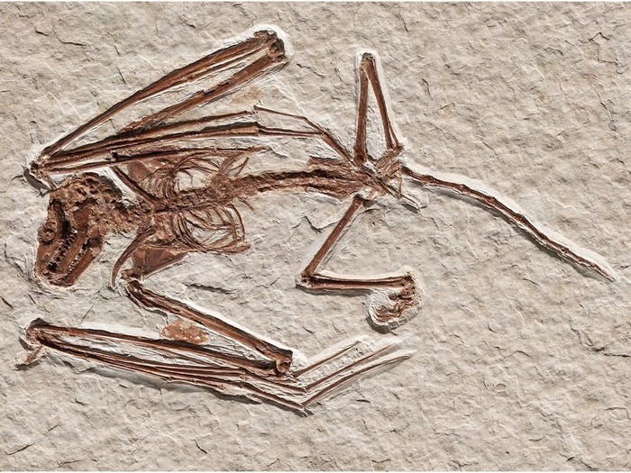 Fosil kelelawar tertua berusia 52 juta tahun Icaronycteris gunnelli Rietbergen et al., 2023, PLOS One, CC0 via Smithsonian Magazine