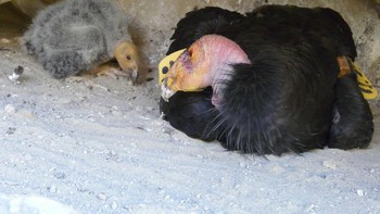 Burung kondor California merupakan burung darat terbesar di Amerika Utara. Namun pada akhir abad ke-20, populasinya menyusut hingga tersisa 27 ekor. U.S. Fish and Wildlife Service fokus menangkap burung kondor yang tersisa dan mengembangbiakannya. Sejak saat itu, sudah ada 1.000 anakan yang menetas. Foto: Wikimedia Commons