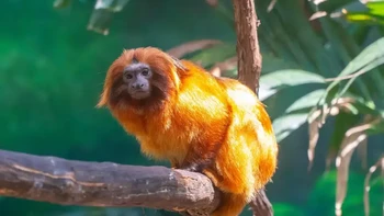 Tamarin singa emas sempat hampir punah pada akhir abad ke-20 saat populasinya tersisa sekitar 200 ekor. Kini ada 2.500 ekor tamarin singa emas. Foto: Smithsonian Institute