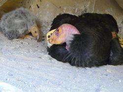 Hewan-hewan Unik yang Berhasil Selamat dari Kepunahan