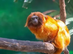 Hewan-hewan Unik yang Berhasil Selamat dari Kepunahan