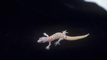 Cecak Monito merupakan spesies endemik di Pulau Monito yang berada di pesisir Puerto Riko. Populasinya sempat tergerus karena dimangsa oleh tikus, dan pada tahun 1982 statusnya menjadi hewan langka. 10 tahun kemudian pemerintah Puerto Riko membasmi populasi tikus dan pada tahun 2014 Pulau Monito bebas dari tikus. Populasi cecak Monito pun berkembang pesar, menjadi 7.600 ekor pada tahun 2019. Foto: Wikimedia Commons