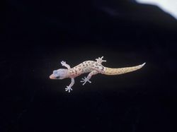 Hewan-hewan Unik yang Berhasil Selamat dari Kepunahan