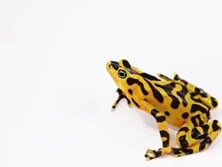 Hewan-hewan Unik yang Berhasil Selamat dari Kepunahan