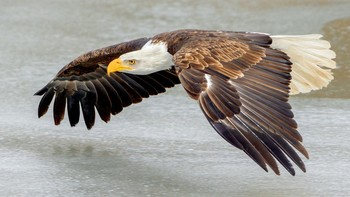 Siapa sangka elang botak yang menjadi maskot Amerika Serikat ini sempat menjadi hewan langka pada tahun 1972 akibat penggunaan pestisida dan munculnya burung pemangsa. Namun populasinya berhasil pulih pada tahun 2007, dan pada tahun 2021 populasinya mencapai 317.000 ekor. Foto: Wikimedia Commons