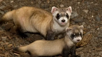 Satu-satunya spesies ferret yang native di Amerika Utara, populasi ferret berkaki hitam sempat menyusut hingga 18 ekor pada tahun 1980-an. Hewan ini kemudian dikembangbiakkan di penangkaran, bahkan menjadi hewan pertama yang dikloning di Amerika Utara. Foto: Smithsonian Institute