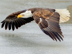 Hewan-hewan Unik yang Berhasil Selamat dari Kepunahan