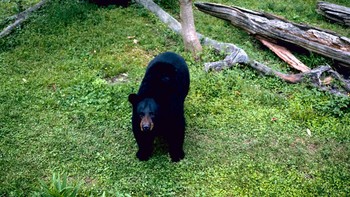Hewan yang menjadi maskot negara bagian Lousiana ini sempat tercatat sebagai spesies yang terancam pada tahun 1992 akibat diburu dan deforestasi. Tapi pada akhir tahun 1990-an, habitat beruang hitam Louisiana mulai dipulihkan dan jumlah populasinya terus diawasi. Foto: Wikimedia Commons