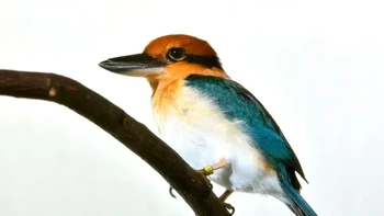 Populasi burung kingfisher Guam sempat nyaris menghilang, hanya tersisa 30 ekor pada tahun 1986. Populasinya terancam karena munculnya ular pohon coklat di habitat aslinya di Guam. Kini sudah ada 139 burung kingfisher Guam di penangkaran hingga Maret 2020. Foto: Smithsonian Institute