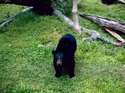 Hewan-hewan Unik yang Berhasil Selamat dari Kepunahan