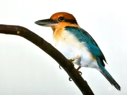 Hewan-hewan Unik yang Berhasil Selamat dari Kepunahan