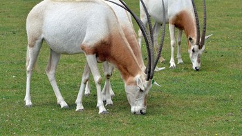 Oryx bertanduk pedang merupakan spesies antelope yang native di Afrika Utara. Habitat utamanya adalah gurun, namun populasinya terancam pembukaan area agrikultur, pemburuan, dan kekeringan. Untungnya populasi oryx bertanduk pedang mulai bertambah berkat inseminasi buatan. Foto: Wikimedia Commons