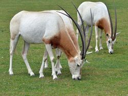 Hewan-hewan Unik yang Berhasil Selamat dari Kepunahan