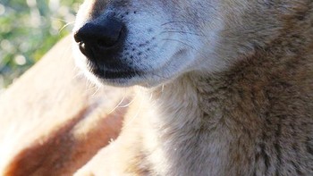 Anjing liar yang mirip dingo ini sempat dikira punah, namun berhasil ditemukan lagi pada tahun 2020. Sejak saat itu anjing menyanyi Nugini menjadi fokus konservasi. Foto: Wikimedia Commons