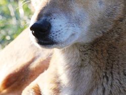 Hewan-hewan Unik yang Berhasil Selamat dari Kepunahan