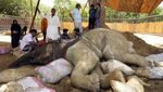 Kasihan, Kondisi Gajah yang Sakit Ini Kian Memburuk