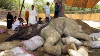 Noor Jehan sempat jatuh ke kolam pada Jumat lalu. Kini kondisi gajah itu semakin memburuk.