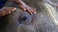 Gajah Noor Jehan mengalami sejumlah masalah kesehatan, termasuk radang sendi.