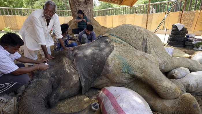 Seekor gajah bernama Noor Jehan sedang sakit di kebun binatang, Karachi, Pakistan. Sebelumnya Noor Jehan sempat jatuh ke kolam pada Jumat (14/4/2023) lalu.