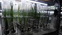PPBBI mampu menghasilkan bibit unggul yang siap tanam dengan jumlah 10 ribu hingga 15 ribu bibit dalam setahun.