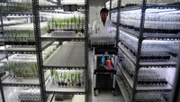 PPBBI yang memiliki kebun terbesar di Indonesia tersebut juga mampu menghasilkan total kelapa kopyor sebanyak 7000 buah per minggu.