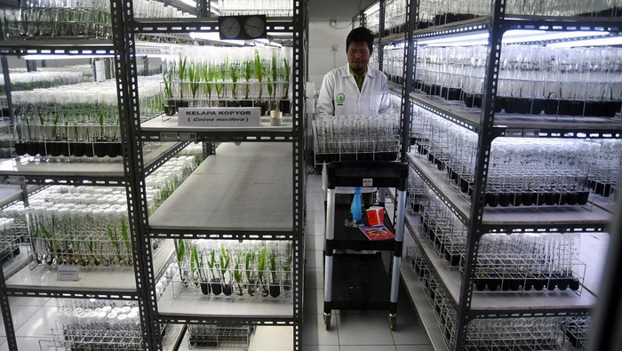 Peneliti mengembangkan bibit buah kelapa kopyor dengan teknik kultur jaringan di Laboratorium Pusat Penelitian Bioteknologi dan Bioindustri Indonesia (PPBBI), Kelurahan Pasir Kuda, Kota Bogor, Jawa Barat, Jumat (14/4/2023). PPBBI yang memiliki kebun kelapa kopyor terbesar di Indonesia tersebut selain mampu menghasilkan total kelapa kopyor sebanyak 7000 buah per minggu juga menghasilkan bibit unggul yang siap tanam dengan jumlah 10 ribu hingga 15 ribu bibit dalam setahun serta hasilnya dipasarkan ke sejumlah daerah di Indonesia. ANTARA FOTO/Arif Firmansyah/rwa.