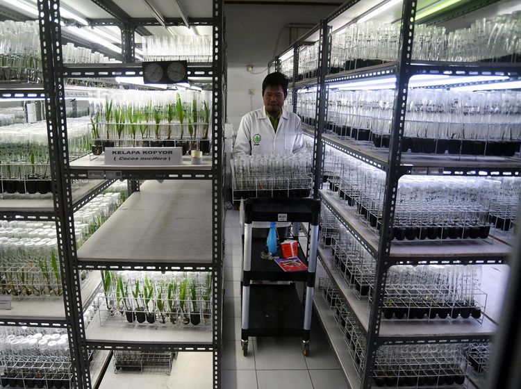 Melihat Pembibitan Kelapa Kopyor di PPBBI Bogor