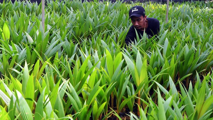 Peneliti mengembangkan bibit buah kelapa kopyor dengan teknik kultur jaringan di Laboratorium Pusat Penelitian Bioteknologi dan Bioindustri Indonesia (PPBBI), Kelurahan Pasir Kuda, Kota Bogor, Jawa Barat, Jumat (14/4/2023). PPBBI yang memiliki kebun kelapa kopyor terbesar di Indonesia tersebut selain mampu menghasilkan total kelapa kopyor sebanyak 7000 buah per minggu juga menghasilkan bibit unggul yang siap tanam dengan jumlah 10 ribu hingga 15 ribu bibit dalam setahun serta hasilnya dipasarkan ke sejumlah daerah di Indonesia. ANTARA FOTO/Arif Firmansyah/rwa.