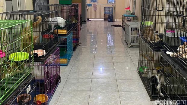 petshop tam tam