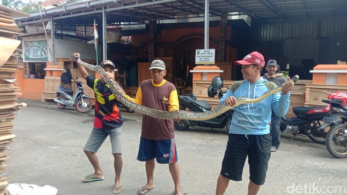 Ular piton sepanjang 4 meter ditangkap warga Desa Honggosoco Kecamatan Jekulo, Kudus, Sabtu (15/4/2023).