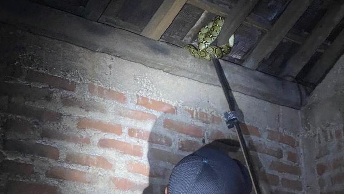 Anggota Damkarmat BPBD Bantul saat mengevakuasi seekor ular sanca di salah satu rumah warga Dermojurang, Kalurahan Seloharjo, Kapanewon Pundong, Kabupaten Bantul.