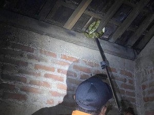 Tloler! Uar Sanca 1,2 Meter Sembunyi di Atap Warga Dermojurang Bantul