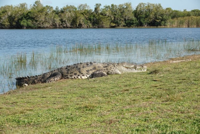 Buaya Raksasa