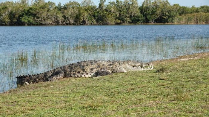 Buaya Raksasa