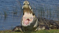 Buaya raksasa (Crocodylus porosus) adalah jenis buaya terbesar di dunia. Buaya raksasa memiliki panjang sekitar 7 meter dan berat sekitar 1 ton. Buaya raksasa hidup di perairan tropis dan subtropis di Asia, Australia, Afrika, dan Amerika. (Foto: Kymberly Clark.)