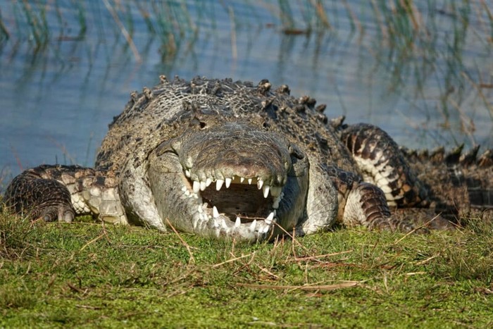 Buaya Raksasa