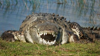 Buaya raksasa (Crocodylus porosus) adalah jenis buaya terbesar di dunia. Buaya raksasa memiliki panjang sekitar 7 meter dan berat sekitar 1 ton. Buaya raksasa hidup di perairan tropis dan subtropis di Asia, Australia, Afrika, dan Amerika. Buaya raksasa adalah predator yang ganas dan dapat memangsa hewan-hewan besar seperti sapi, kuda, rusa, atau bahkan manusia Foto: Kymberly Clark.