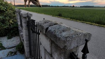 Ibuku berhasil mendapatkan foto kucing kami ini. Foto: Brightside