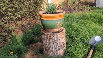 Bukan lutut manusia lho, tapi ini badan anjing. Foto: Brightside