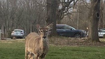 Pagi ini saya disambut oleh rusa berkaki 8 Foto: Brightside