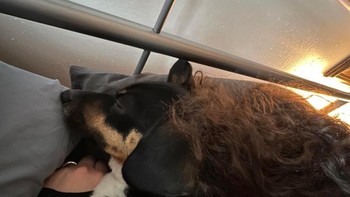 Di mana anjing saya berakhir dan istri saya mulai?” Foto: Brightside