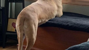 Kemana tangan anjing ini ya? Foto: Brightside