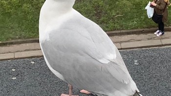 Burung camar yang tampak seperti raksasa, lebih besar dari ukuran manusia. Foto: Brightside