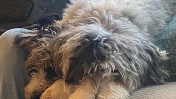 Anjing berkepala dua? Foto: Brightside