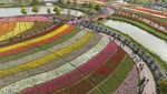 Foto Udara Keindahan Taman dengan Bunga Tulip Bermekaran